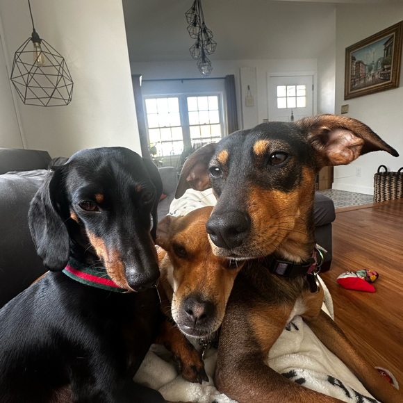 thriftypets